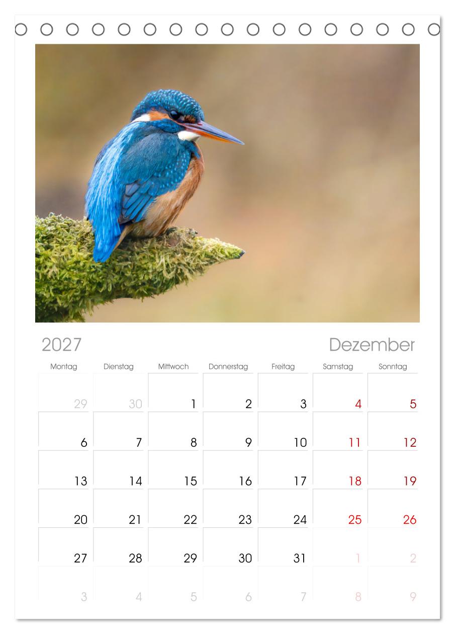 Der blaue Diamant - Fotos vom Eisvogel