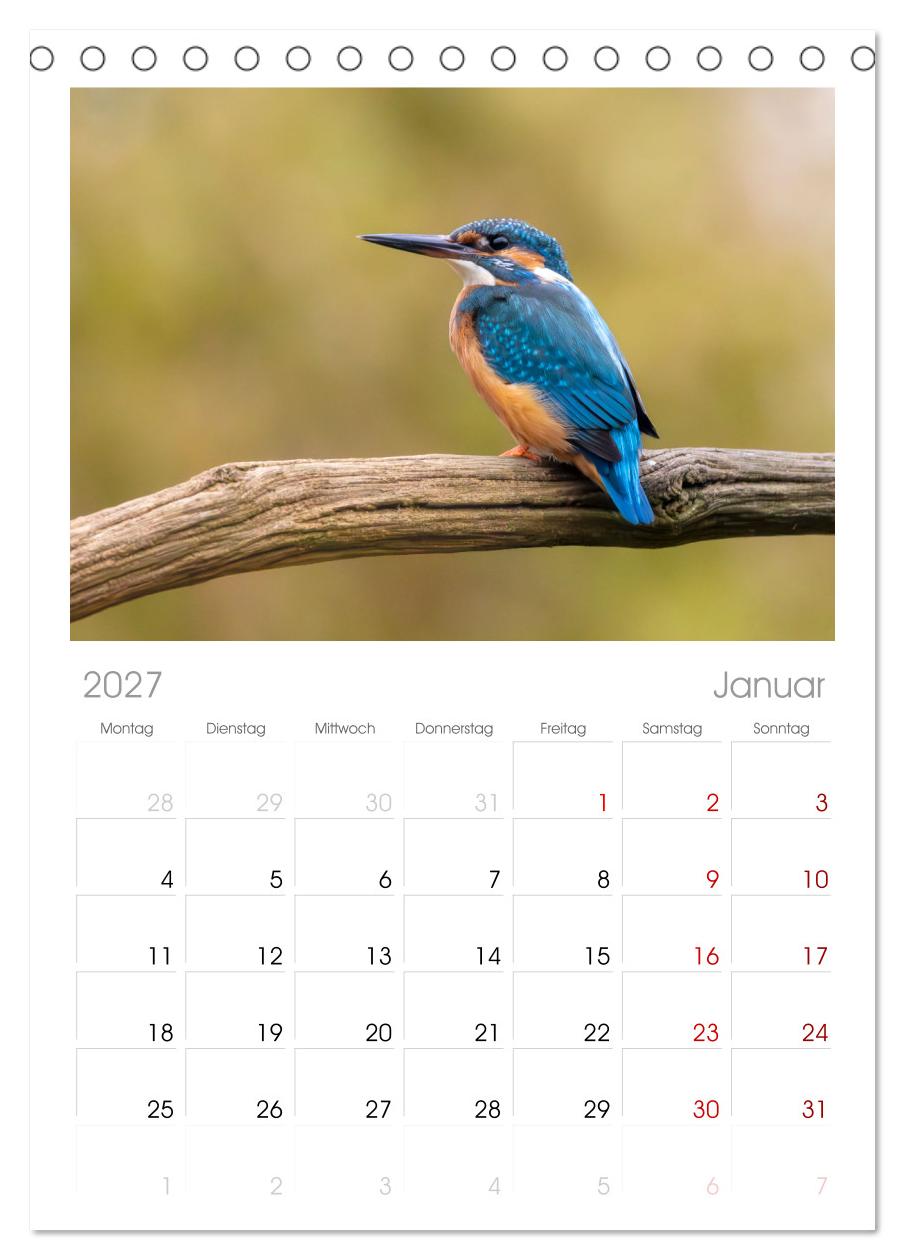 Der blaue Diamant - Fotos vom Eisvogel