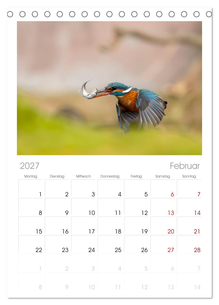 Der blaue Diamant - Fotos vom Eisvogel