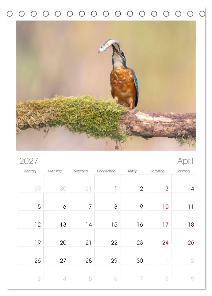 Der blaue Diamant - Fotos vom Eisvogel
