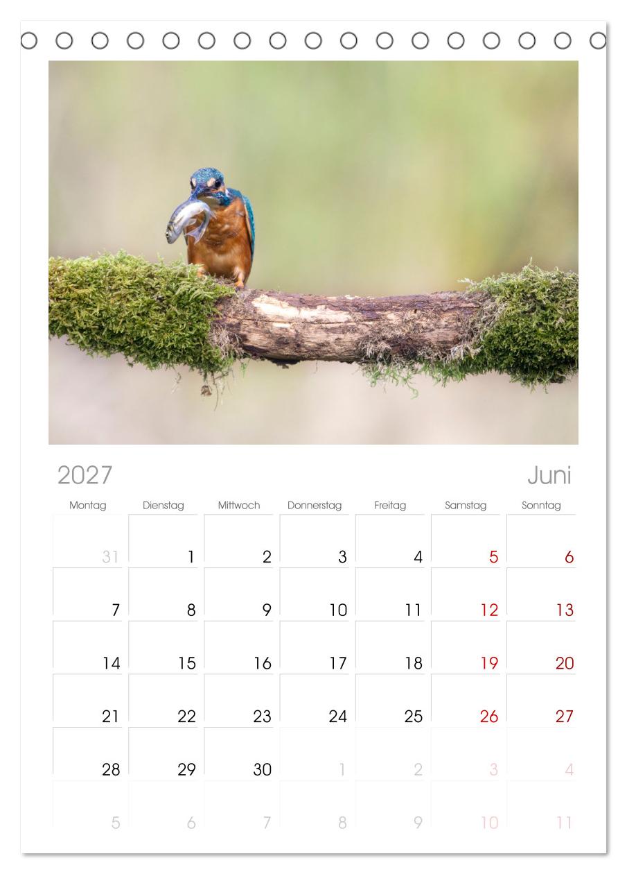 Der blaue Diamant - Fotos vom Eisvogel