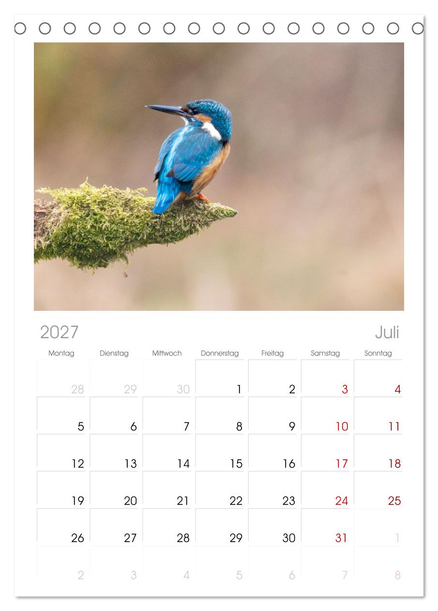 Der blaue Diamant - Fotos vom Eisvogel