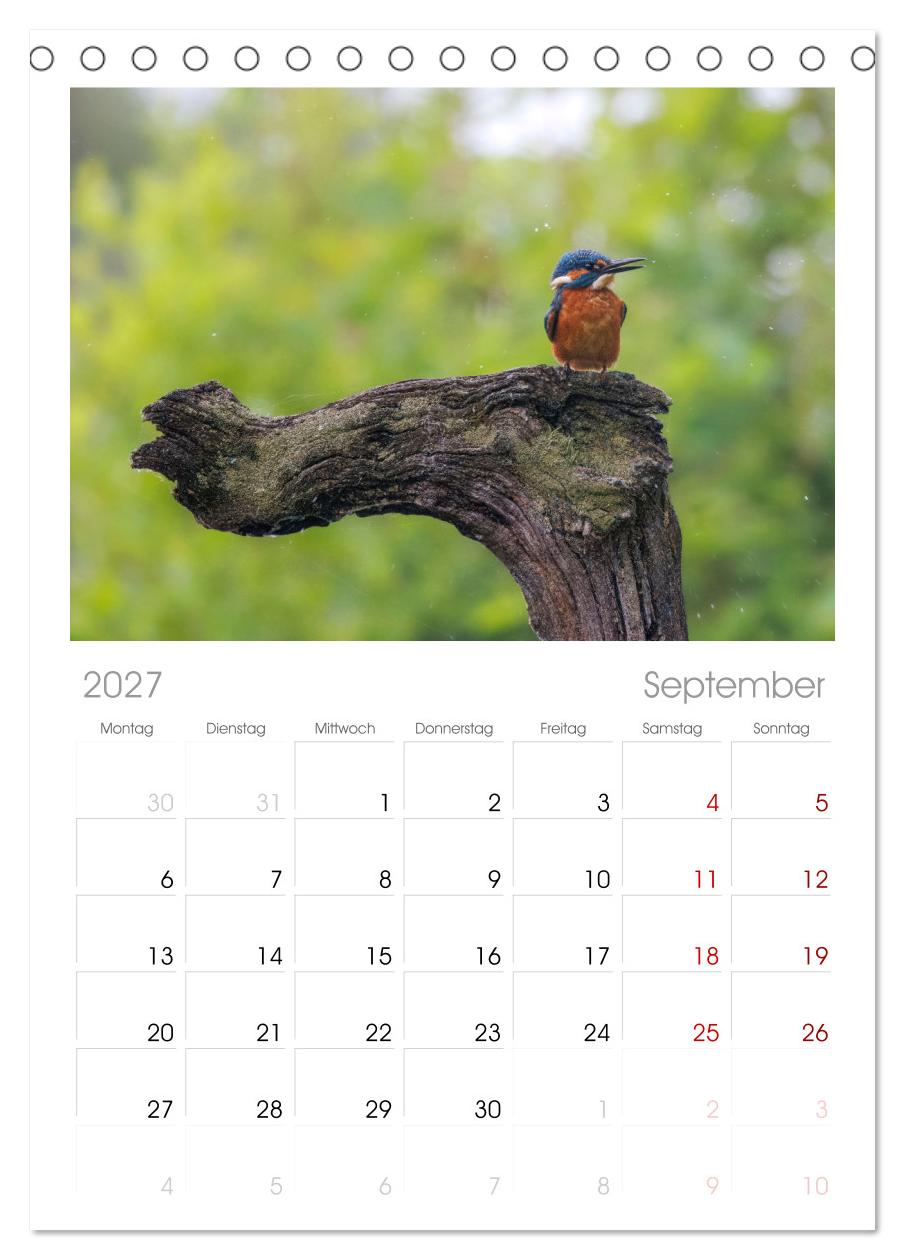 Der blaue Diamant - Fotos vom Eisvogel