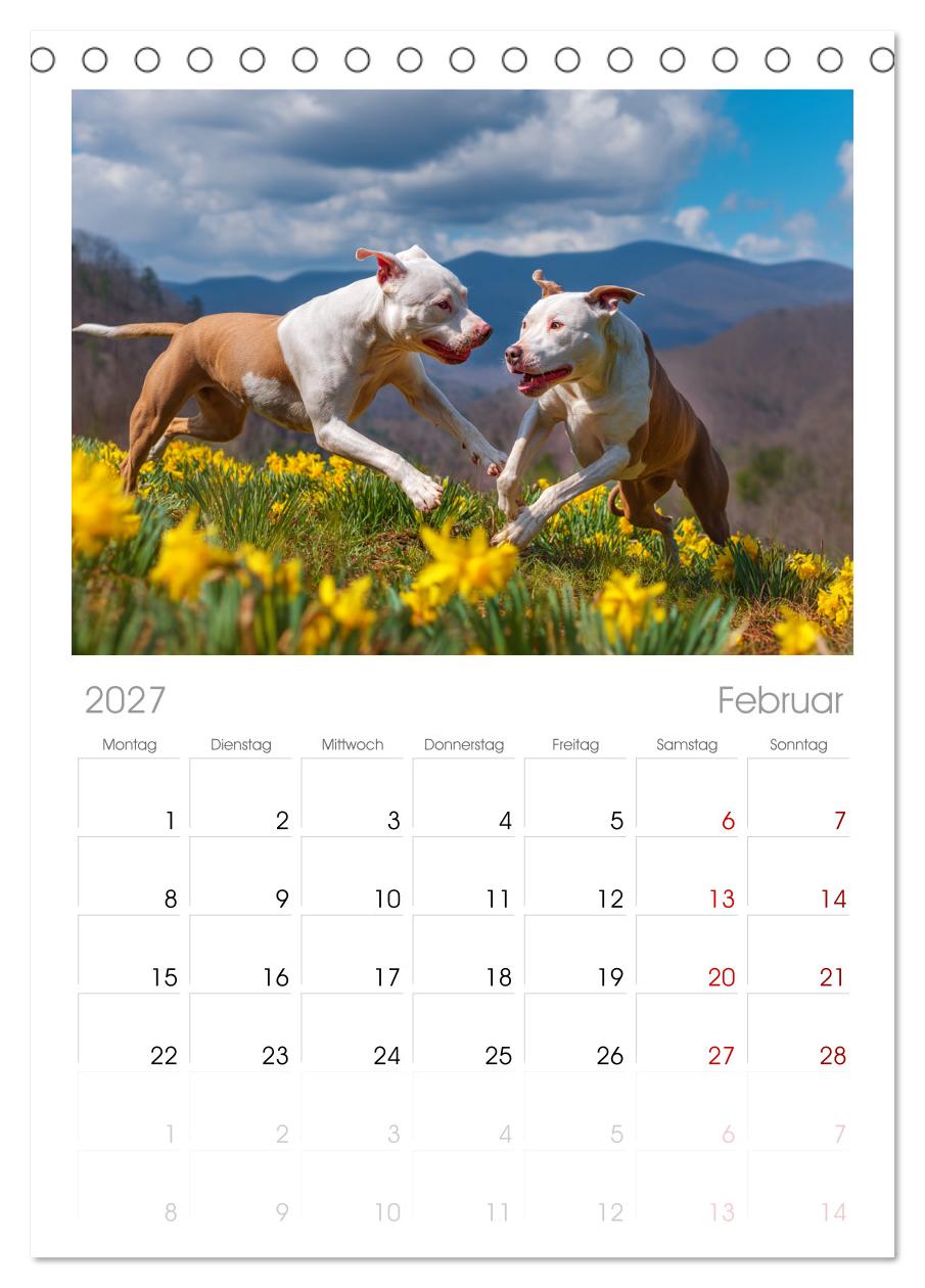 Pit Bull Terrier. Zwischen Wildblumen und Großstadtglanz