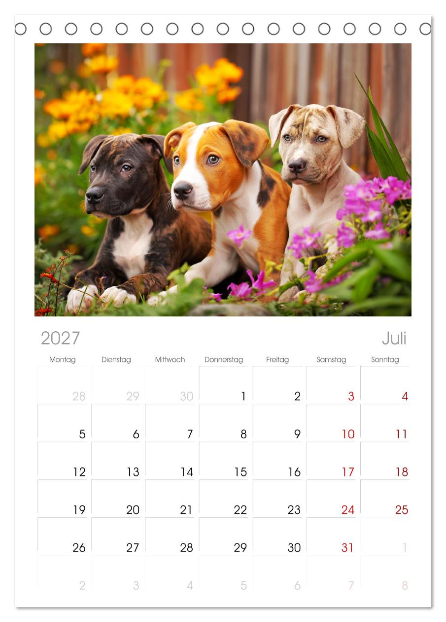 Pit Bull Terrier. Zwischen Wildblumen und Großstadtglanz