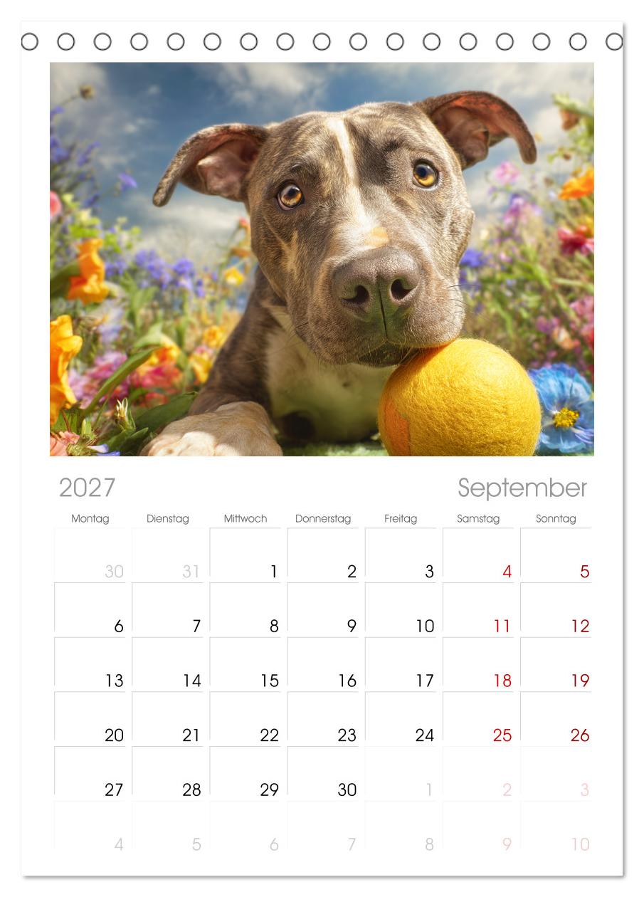 Pit Bull Terrier. Zwischen Wildblumen und Großstadtglanz