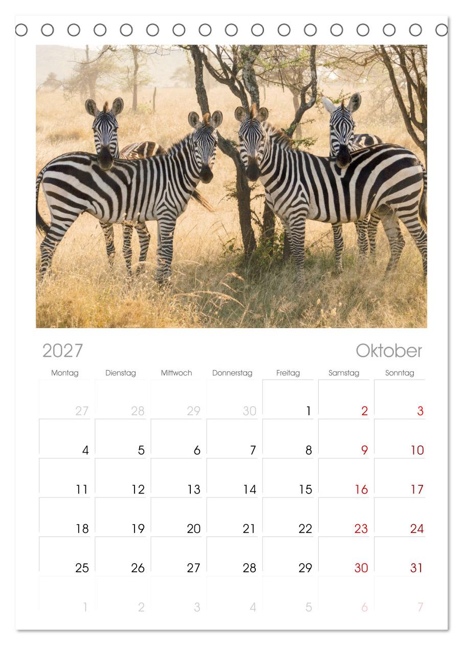 Zebras - Die gestreiften Vierbeiner.