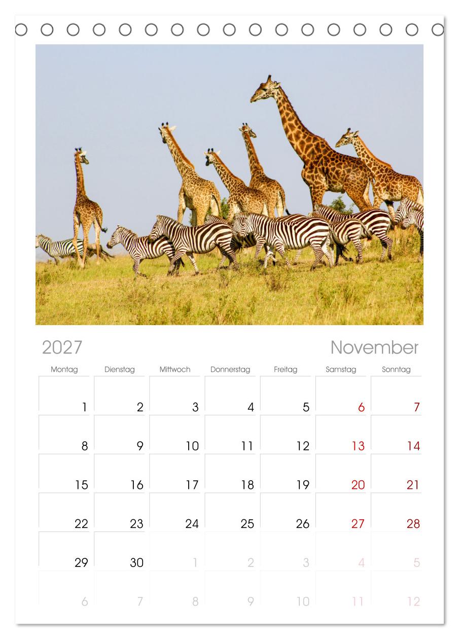 Zebras - Die gestreiften Vierbeiner.