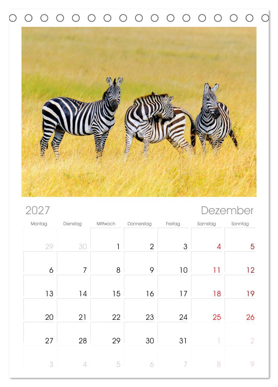 Zebras - Die gestreiften Vierbeiner.