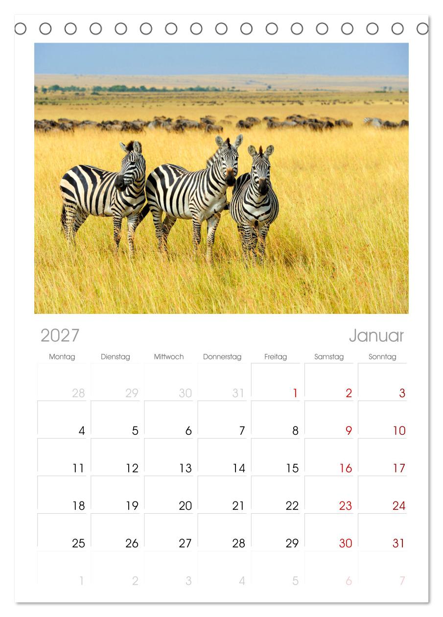 Zebras - Die gestreiften Vierbeiner.