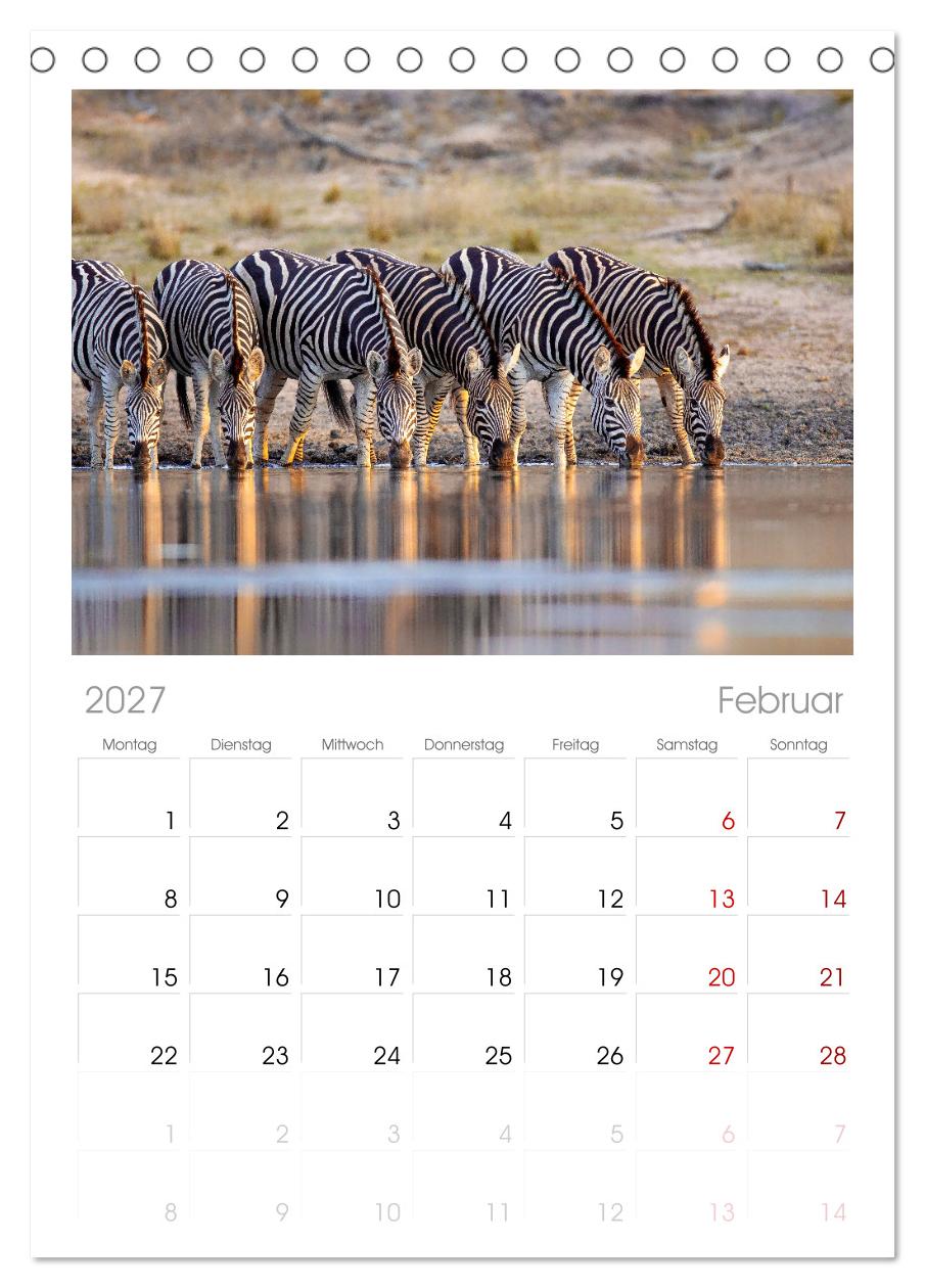 Zebras - Die gestreiften Vierbeiner.