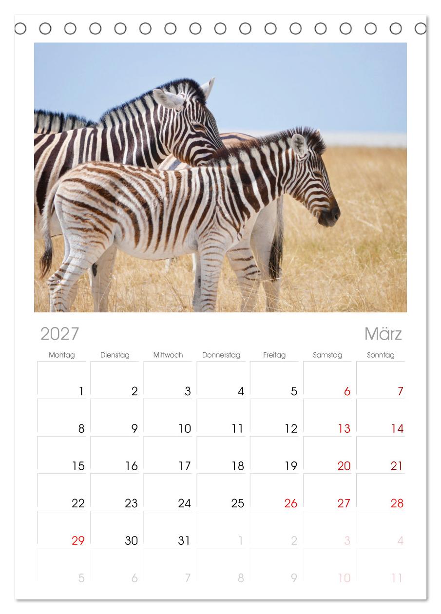 Zebras - Die gestreiften Vierbeiner.