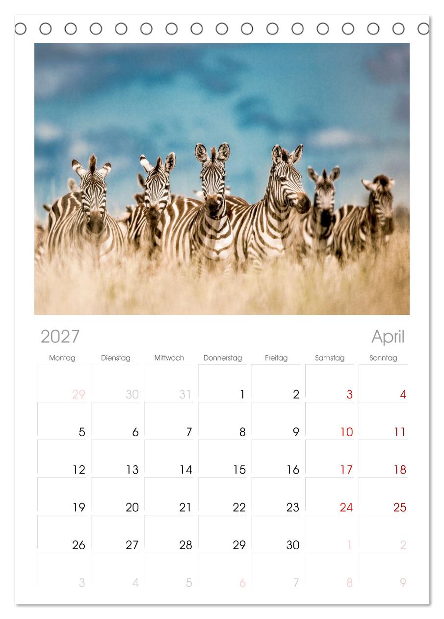 Zebras - Die gestreiften Vierbeiner.