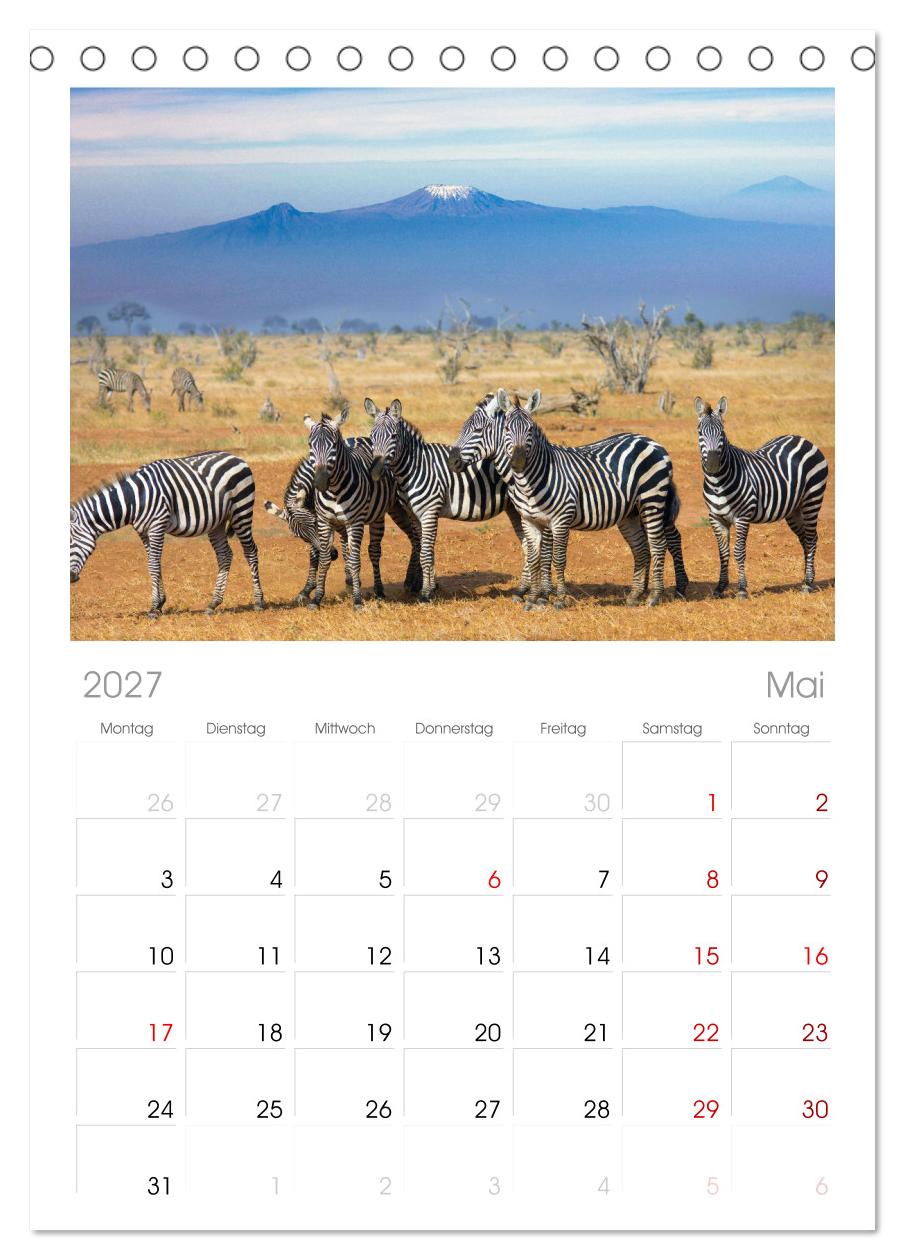 Zebras - Die gestreiften Vierbeiner.