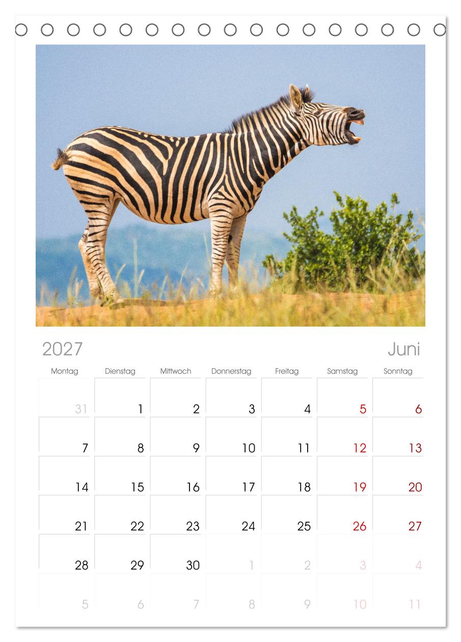 Zebras - Die gestreiften Vierbeiner.