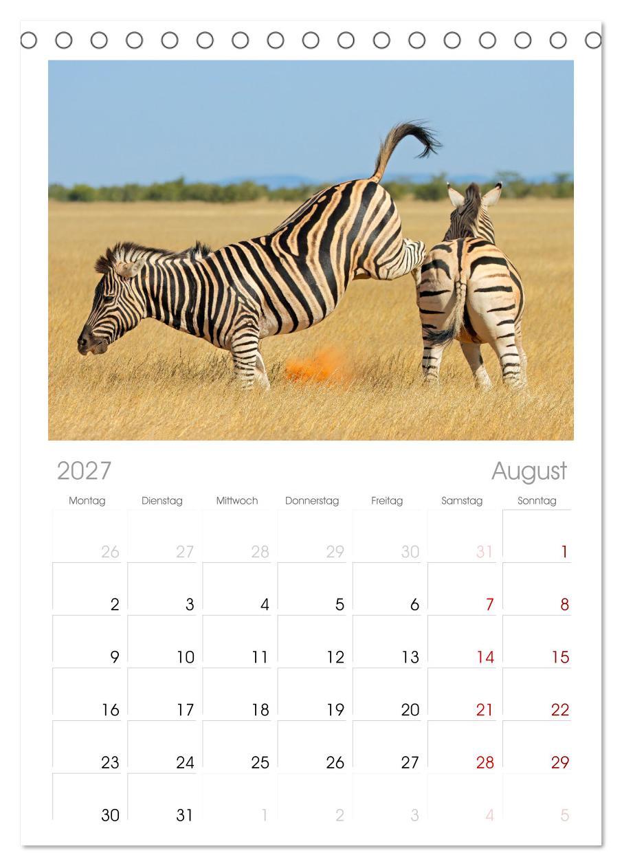 Zebras - Die gestreiften Vierbeiner.