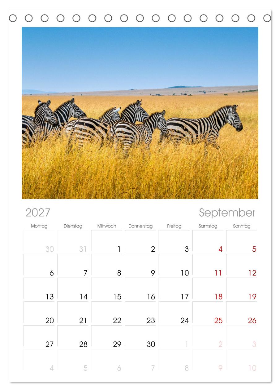 Zebras - Die gestreiften Vierbeiner.