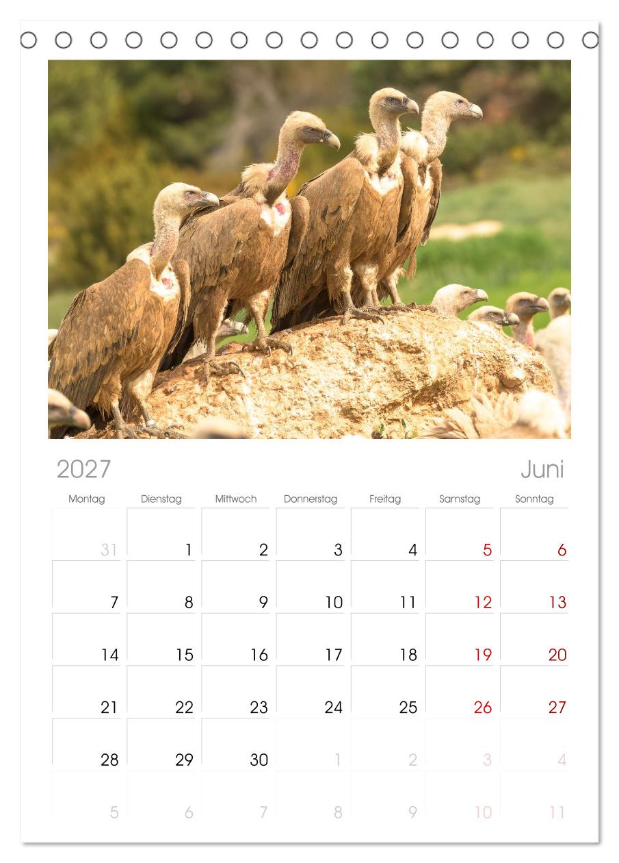 Die Geier sind los