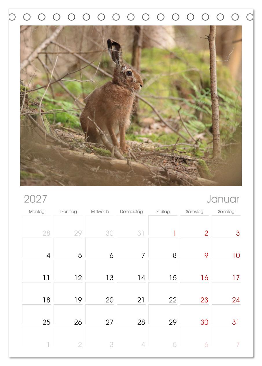 Zauberhafte Wesen - Reineke Fuchs und Meister Lampe