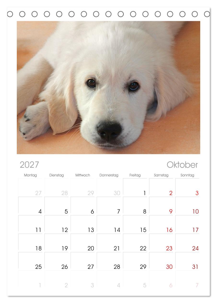 Total gechillte Hunde