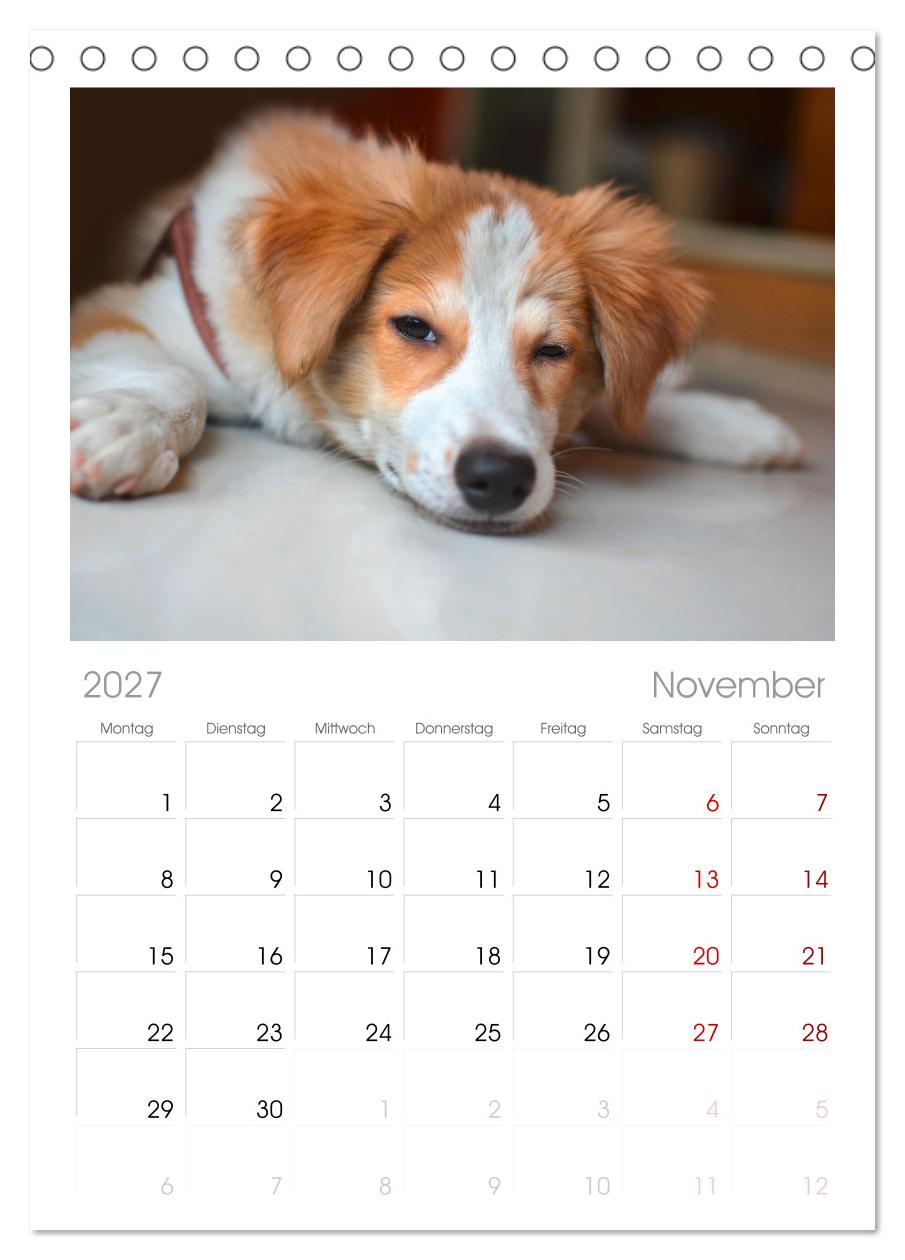 Total gechillte Hunde