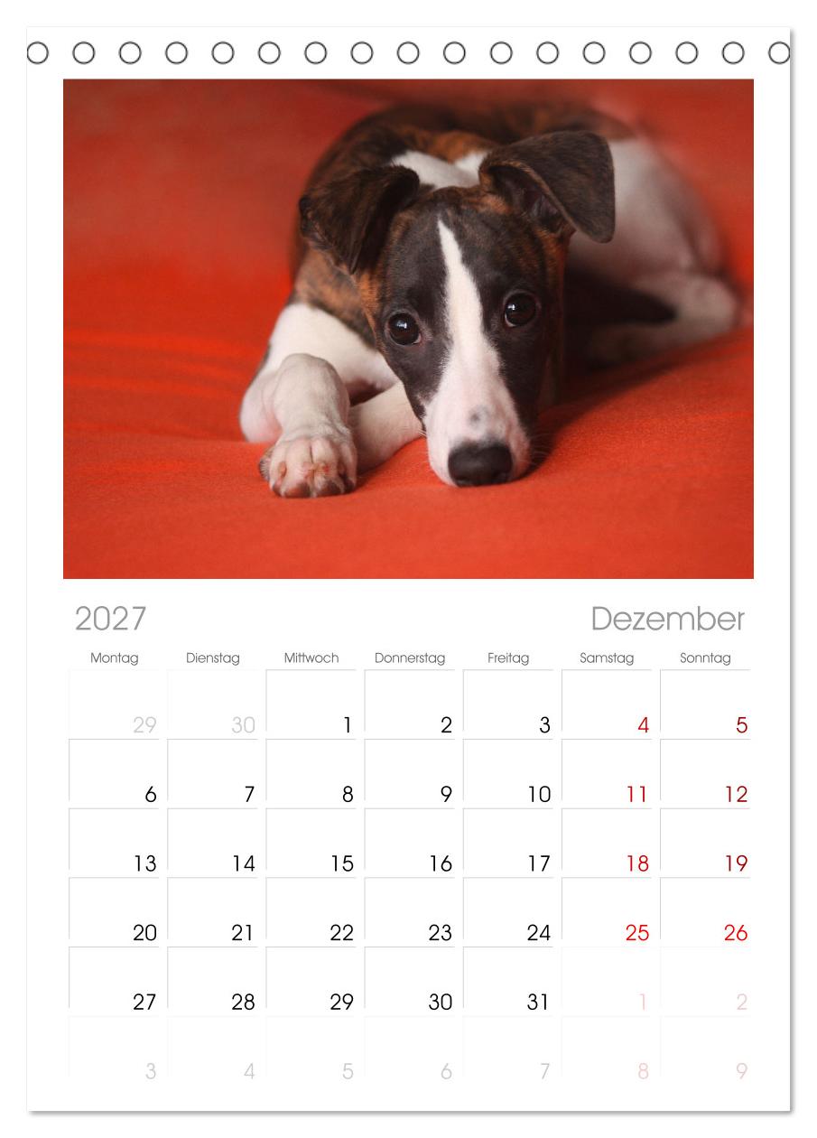 Total gechillte Hunde