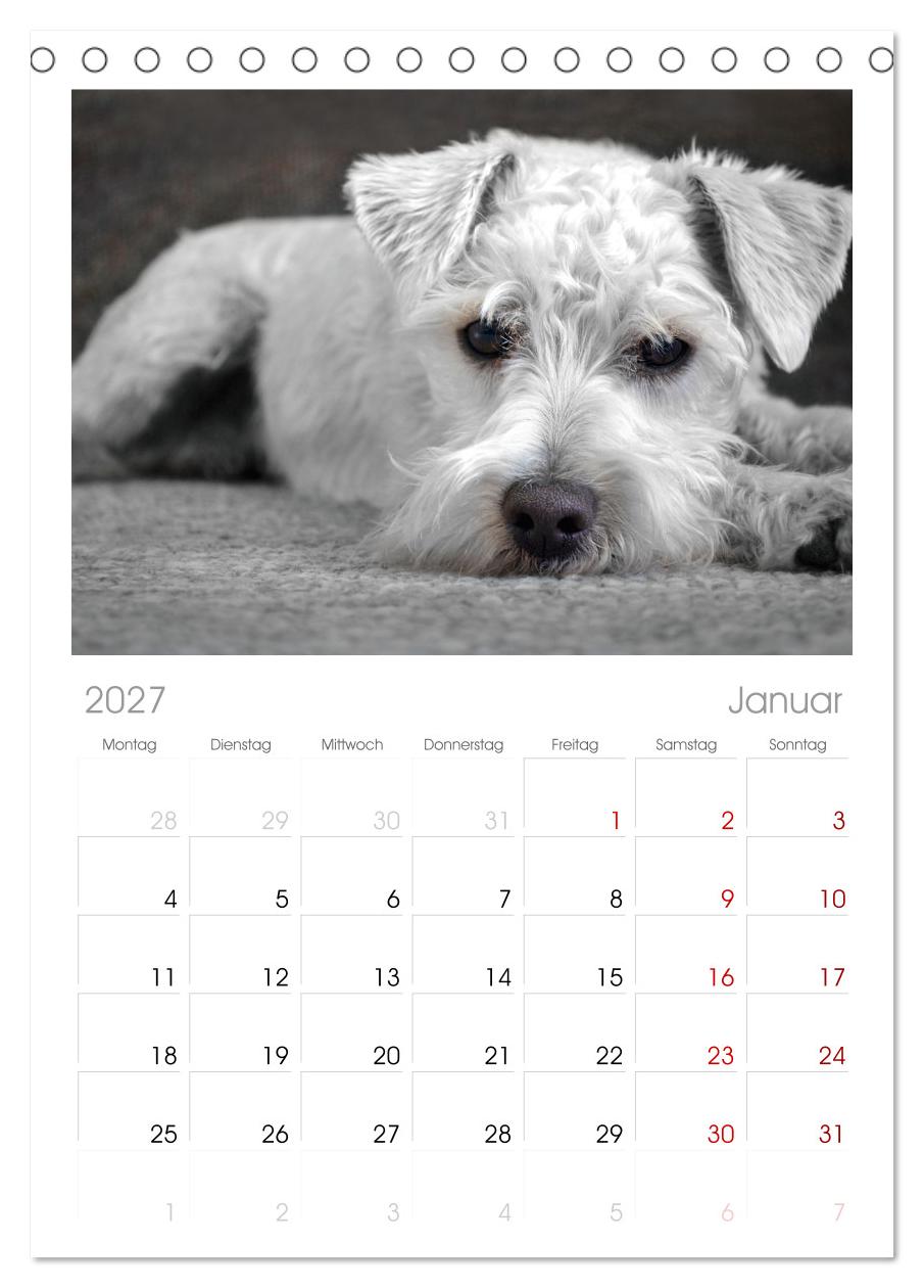 Total gechillte Hunde