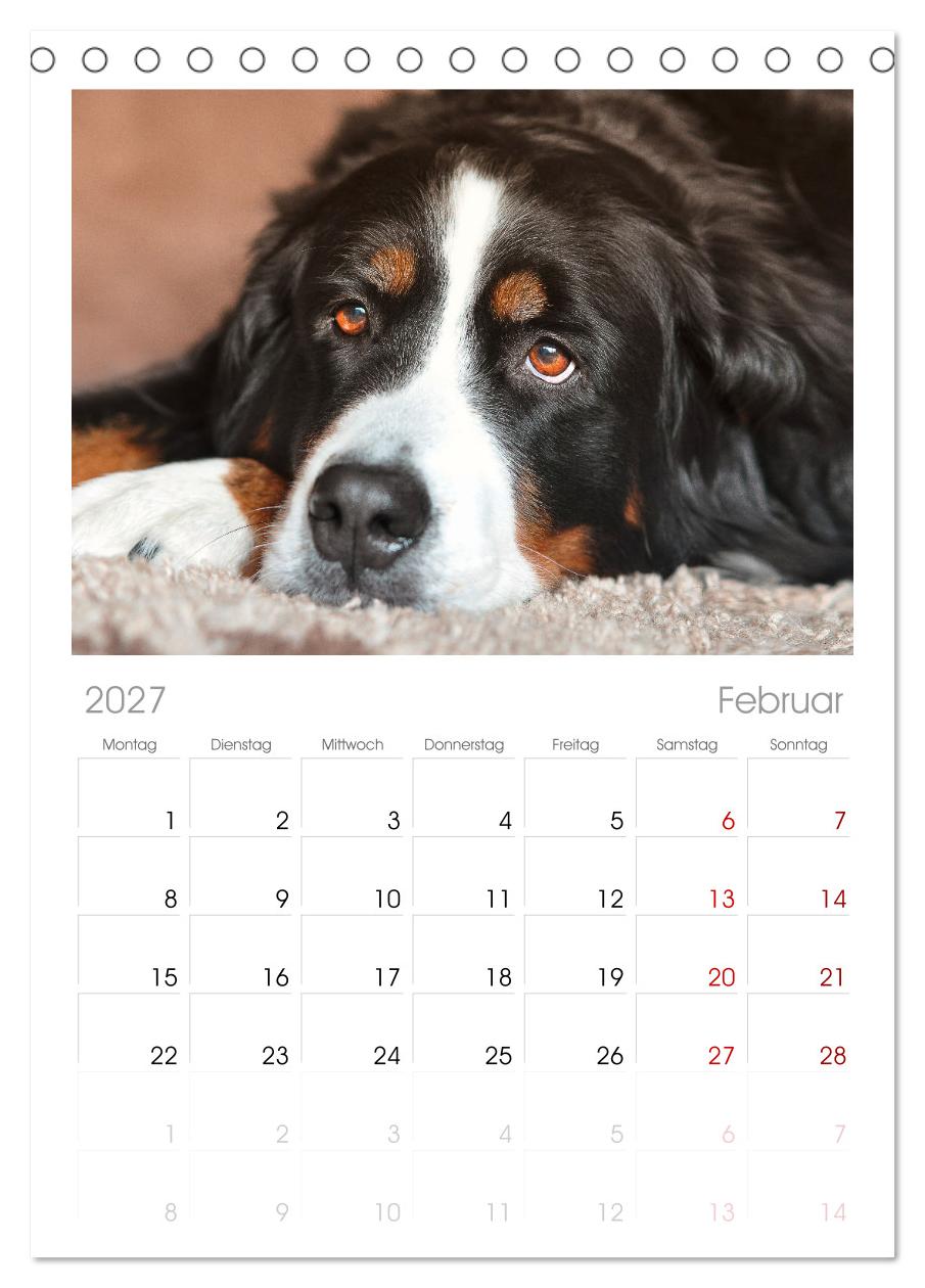 Total gechillte Hunde