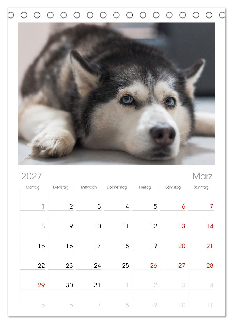 Total gechillte Hunde