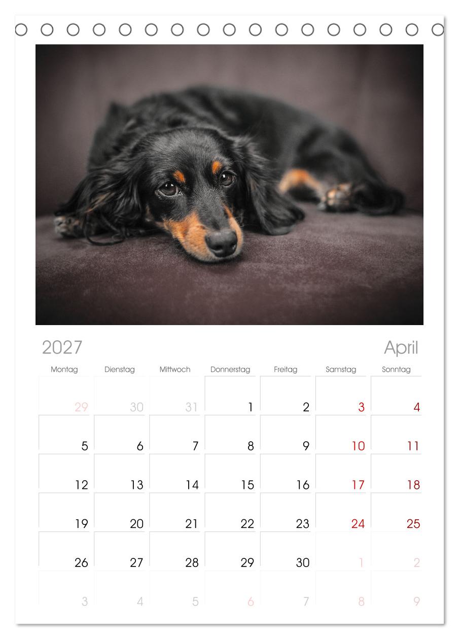 Total gechillte Hunde