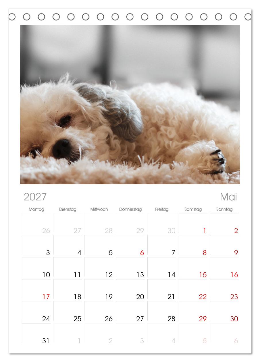 Total gechillte Hunde