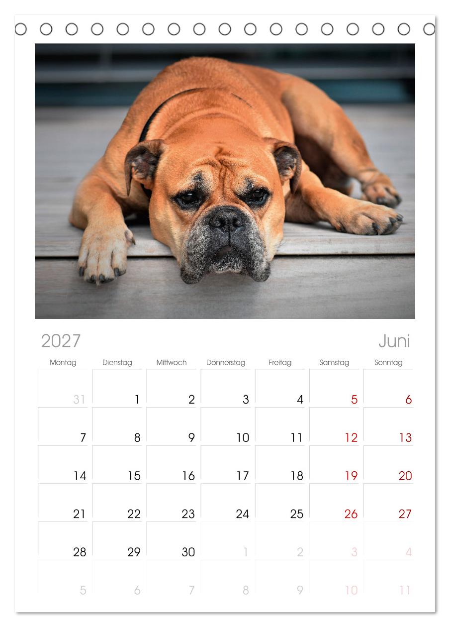 Total gechillte Hunde