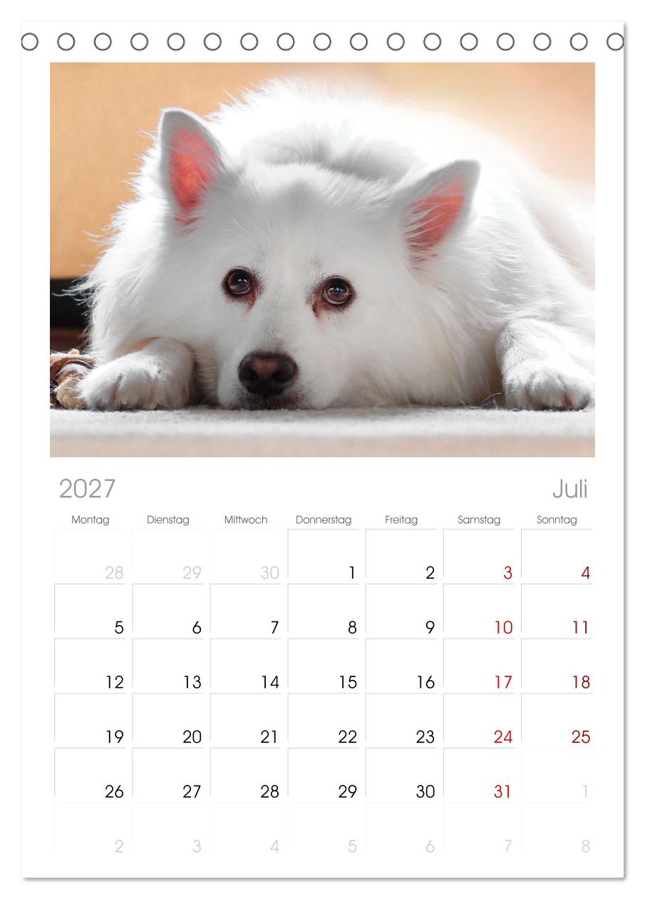 Total gechillte Hunde