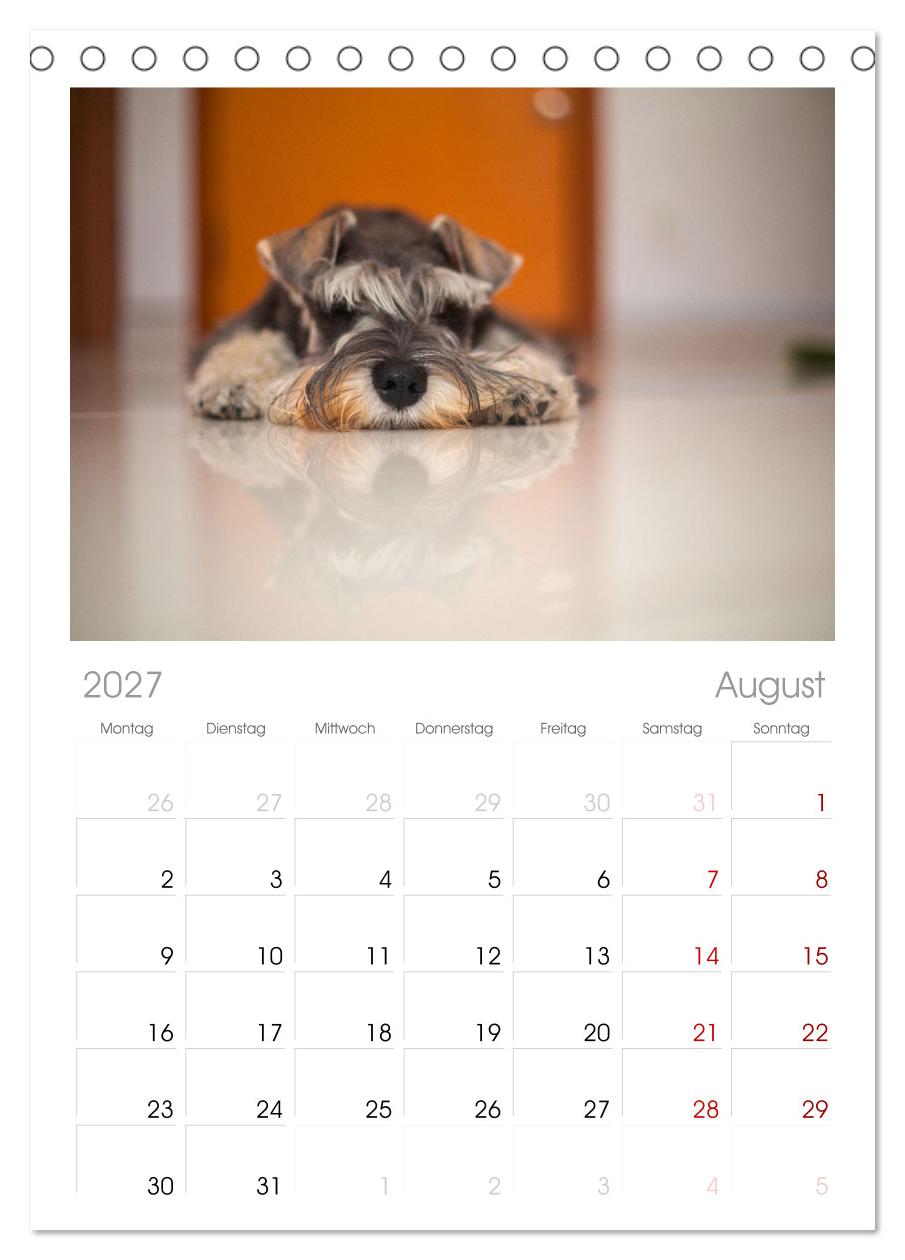Total gechillte Hunde