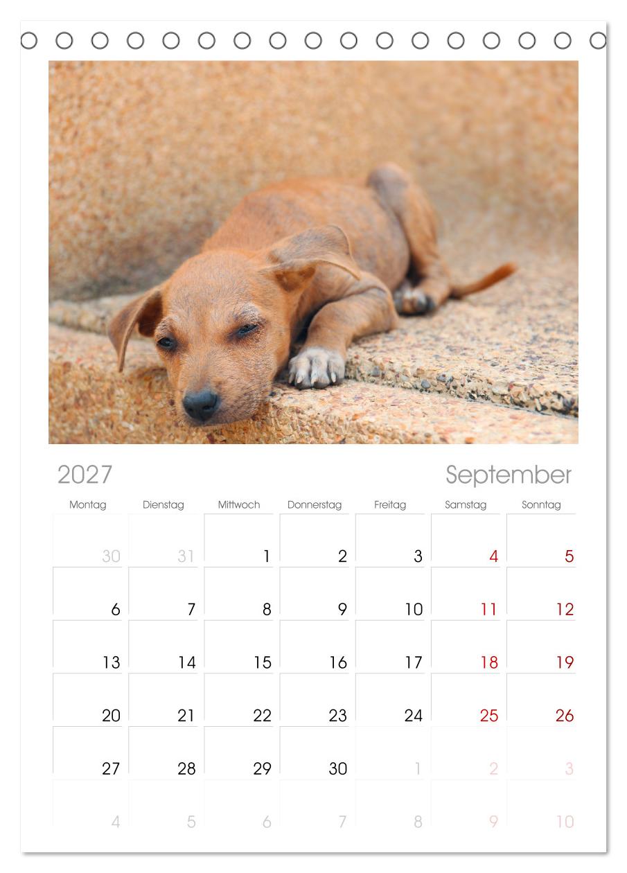 Total gechillte Hunde