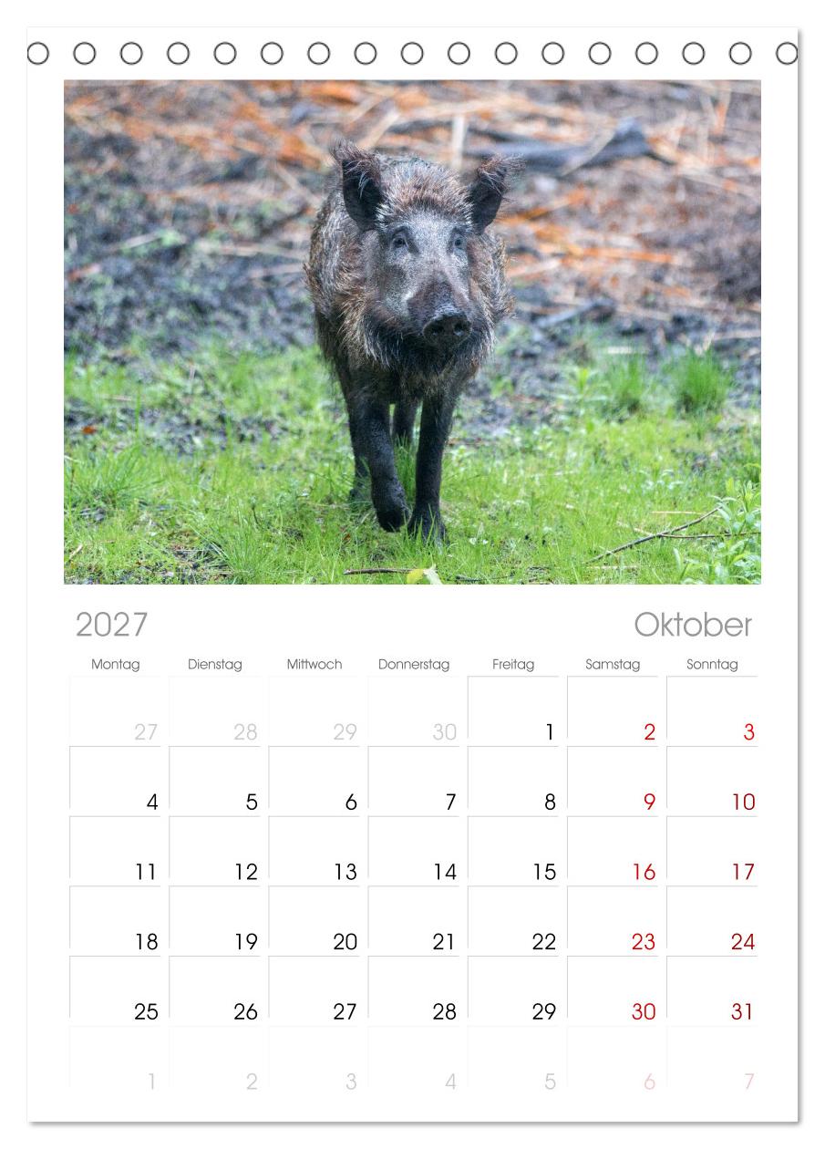 Wildschweine - Im Schatten des Waldes