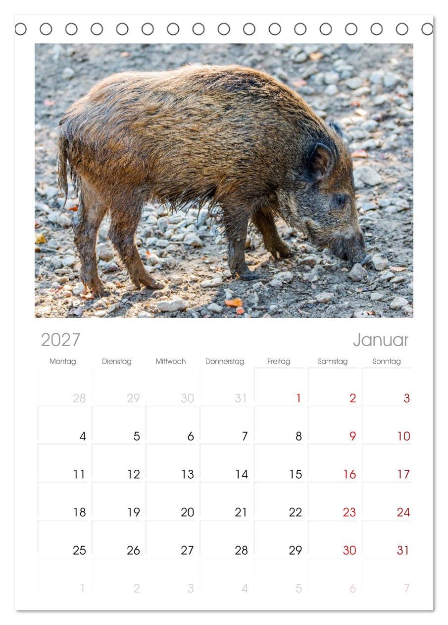 Wildschweine - Im Schatten des Waldes