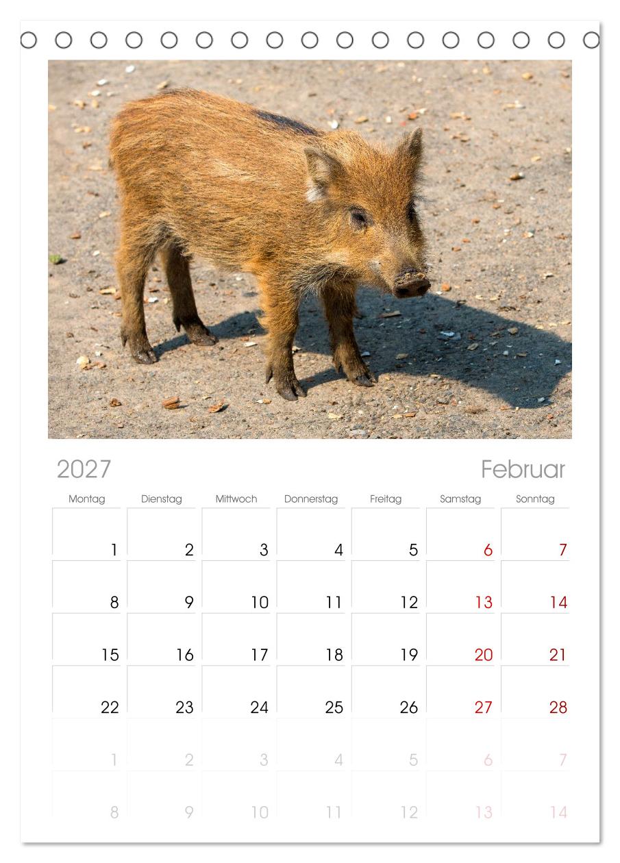 Wildschweine - Im Schatten des Waldes