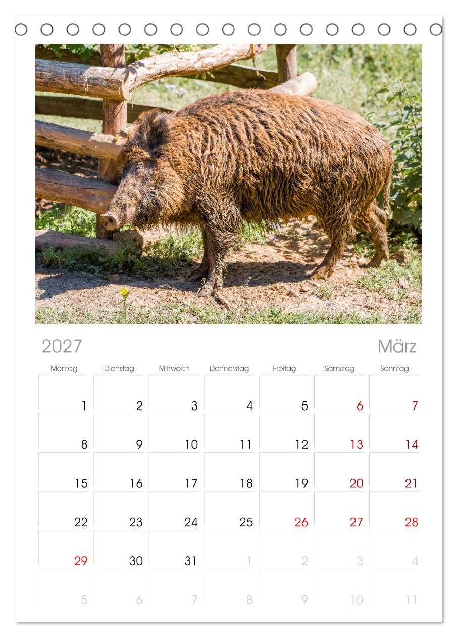 Wildschweine - Im Schatten des Waldes