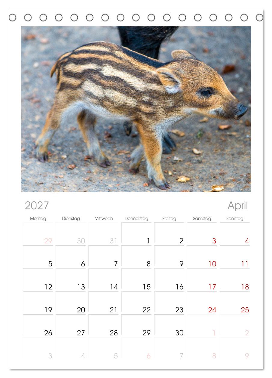 Wildschweine - Im Schatten des Waldes