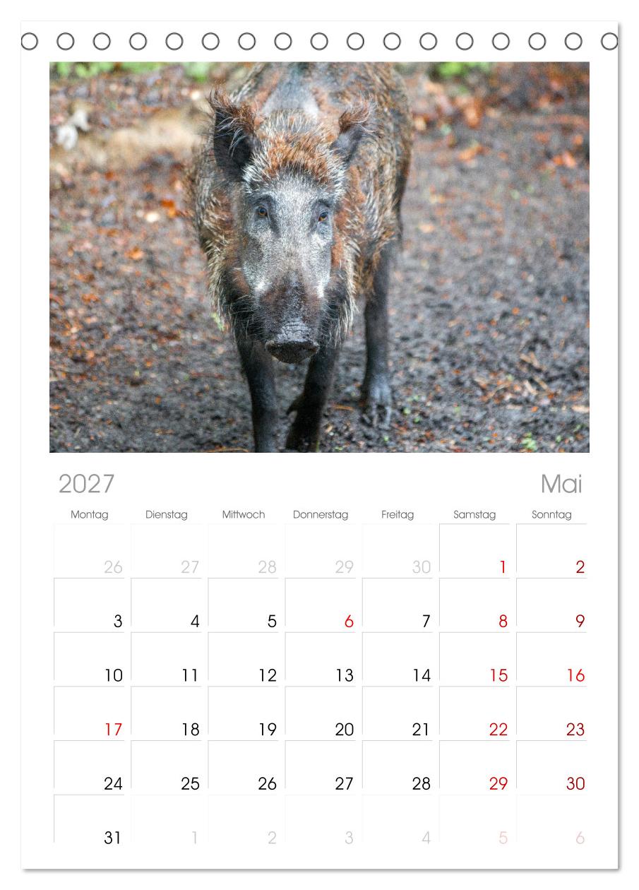 Wildschweine - Im Schatten des Waldes