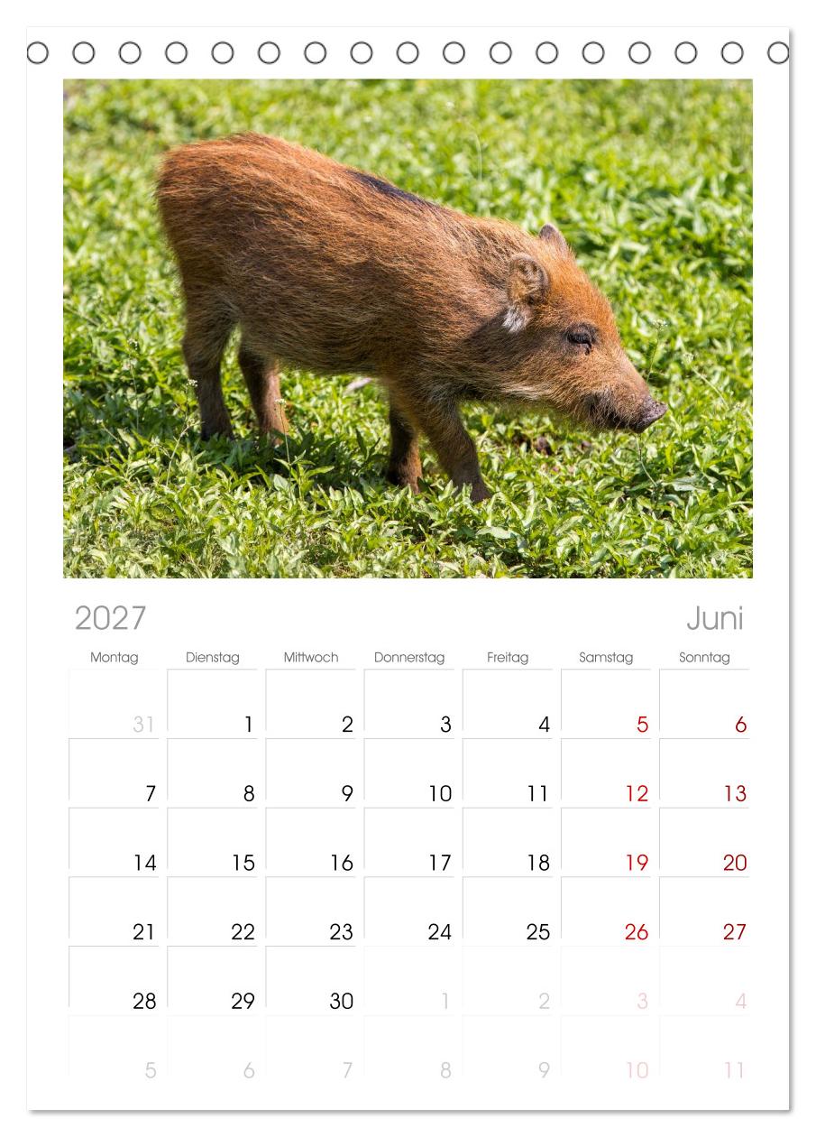 Wildschweine - Im Schatten des Waldes