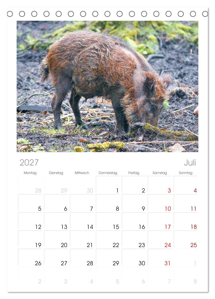 Wildschweine - Im Schatten des Waldes