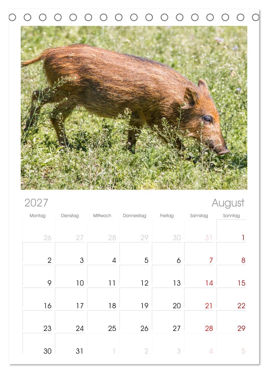 Wildschweine - Im Schatten des Waldes