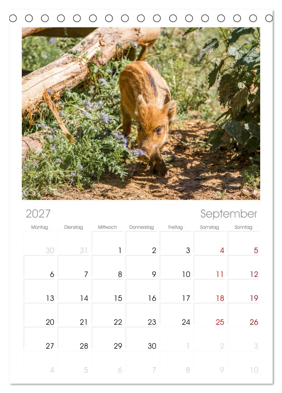Wildschweine - Im Schatten des Waldes