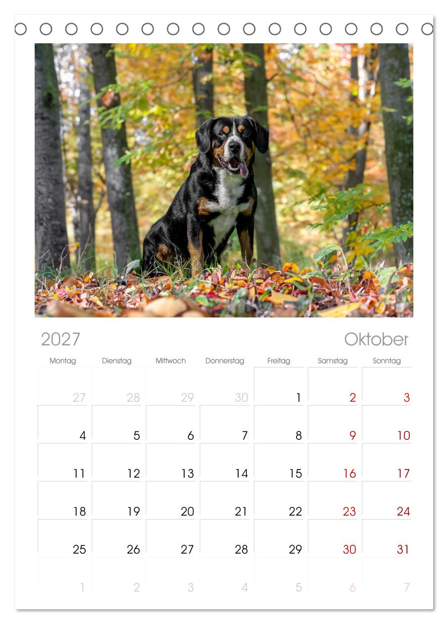 Entlebucher - Temperamentvolle Schweizer Sennenhunde
