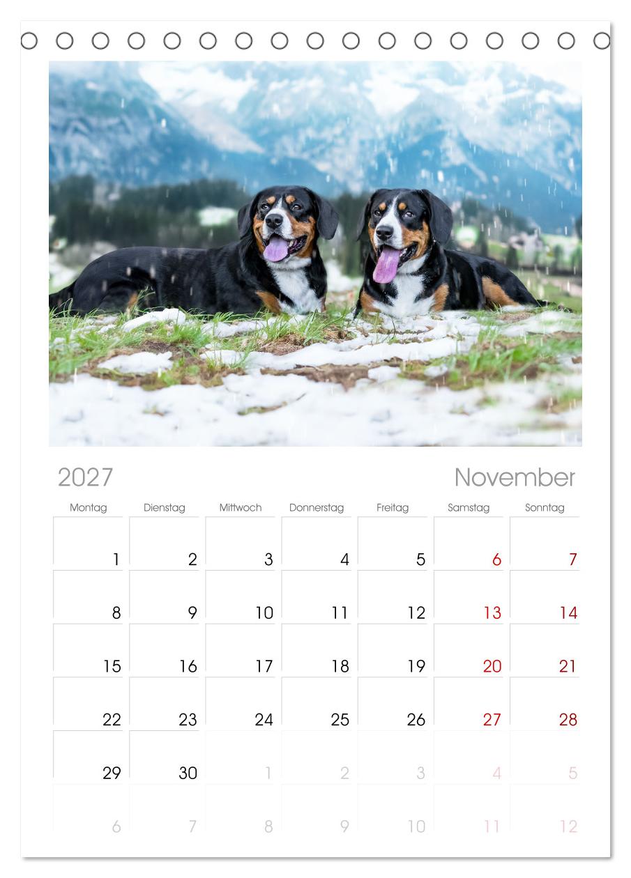 Entlebucher - Temperamentvolle Schweizer Sennenhunde