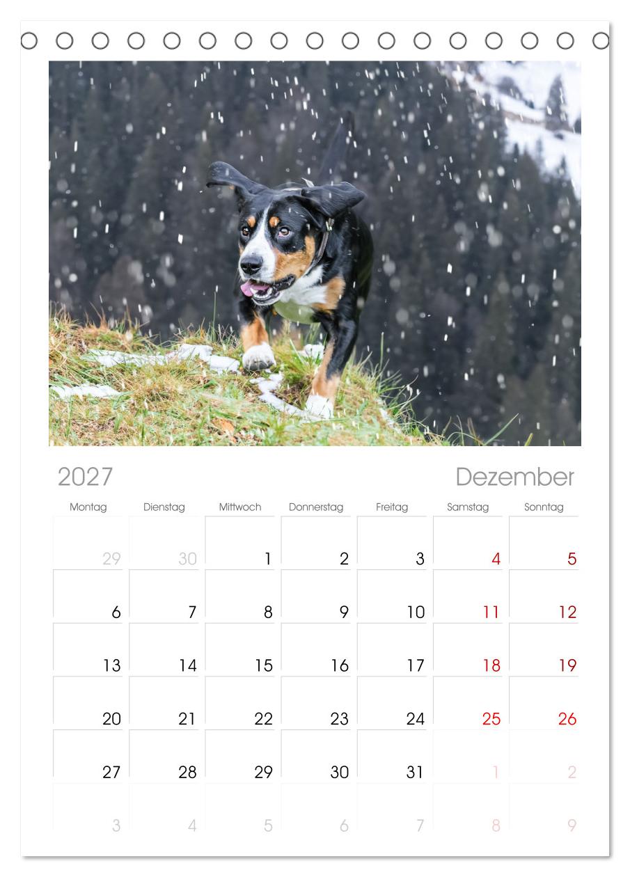 Entlebucher - Temperamentvolle Schweizer Sennenhunde