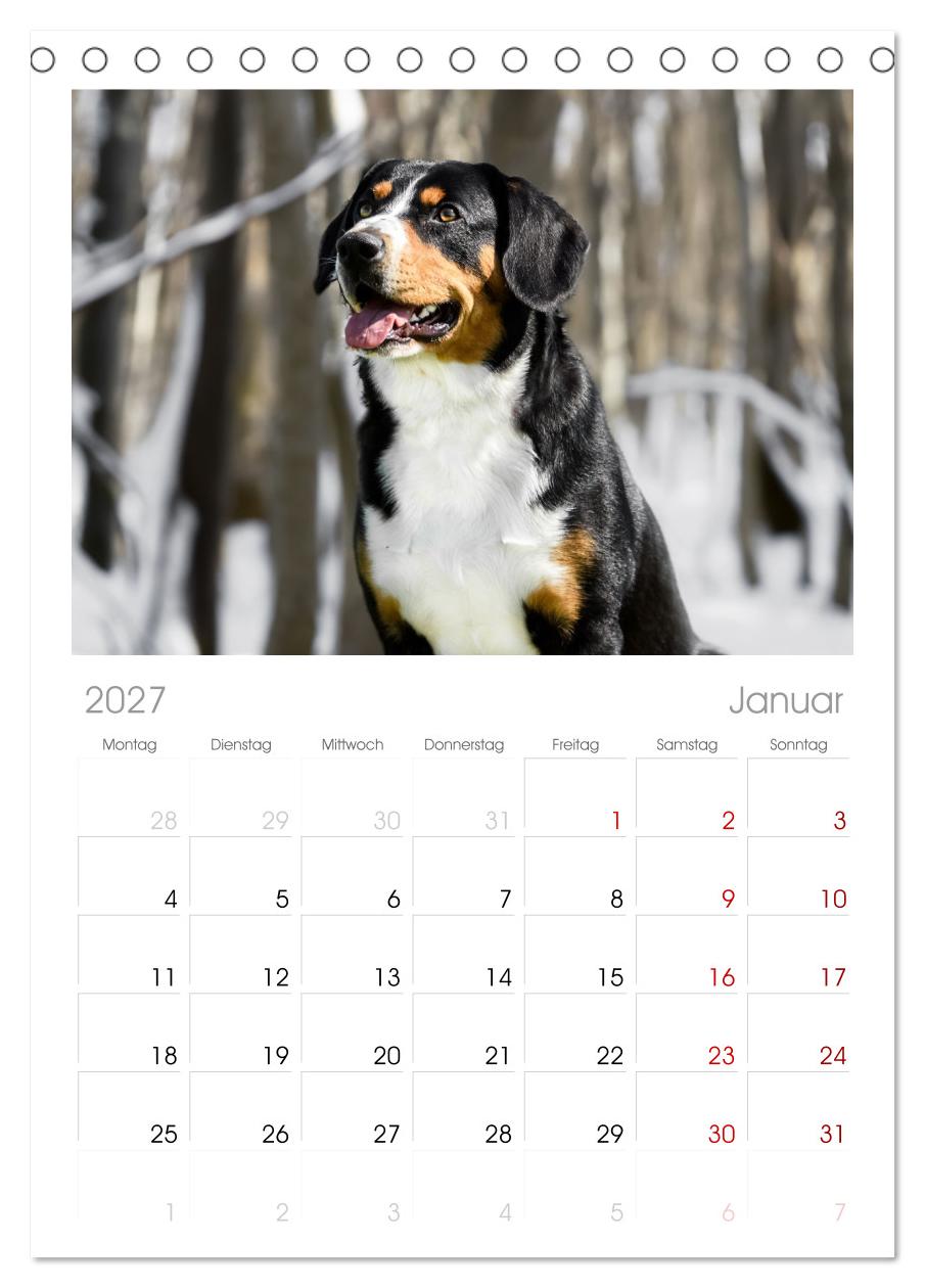 Entlebucher - Temperamentvolle Schweizer Sennenhunde