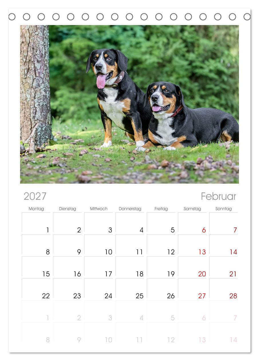 Entlebucher - Temperamentvolle Schweizer Sennenhunde